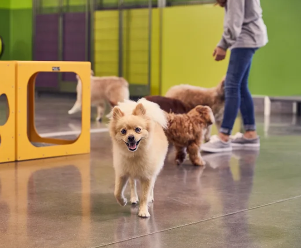 PetSuites in Chandler, AZ