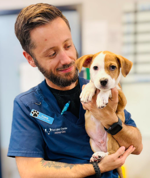 Sun Lakes Chandler Animal Clinic in Sun Lakes, AZ